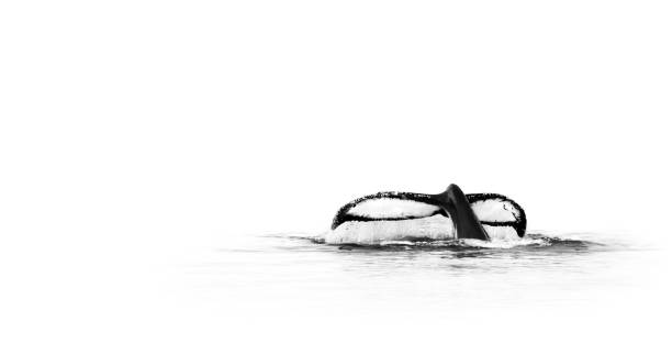 Tail Of A Humpback Whale (Megaptera Novaeangliae)