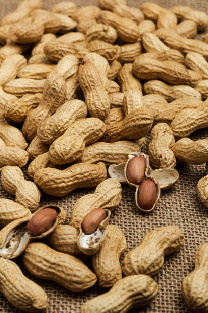 istock Peanut in a shell texture. Food background of peanuts. Close up. Macro 2152484001