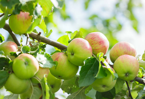 istock Ripening red apples hanging on a tree in garden 2152488385