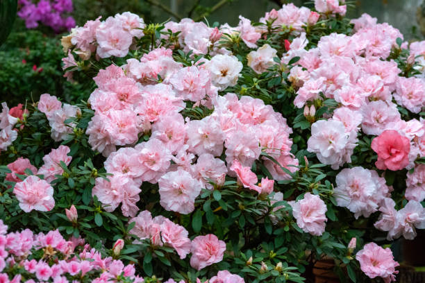 istock Blooming Soft Pink Azaleas In Spring At A Lush Garden 2152488871