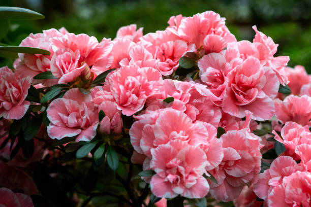 istock Blooming Pink Azaleas in a Lush Garden During Springtime 2152488872