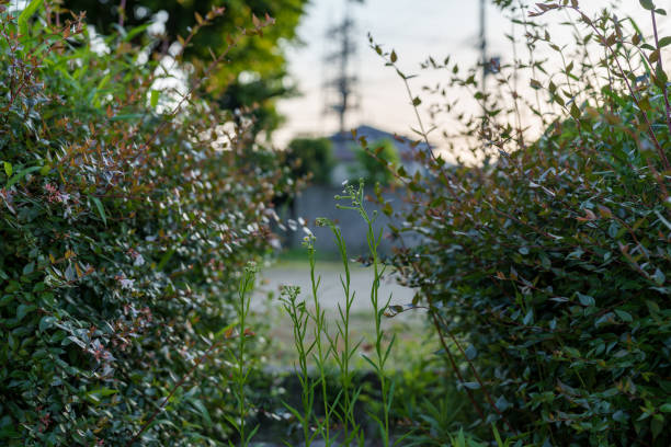 公園の草木の風景