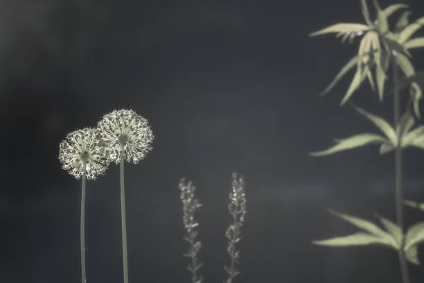 Two flowers, with one in full seed head, stand tall in sharp focus against a darkened background, showcasing the intricate details of their delicate structures. Surrounded by a variety of other plants, this natural scene captures the quiet beauty of a meadow in Sweden.