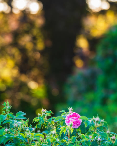 istock Pink Rose flower Amidst Bush 2152491077