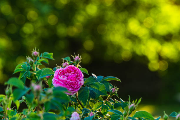 istock A Pink Rose Blooms in a Garden 2152491085