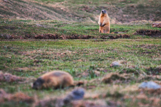 Alpine marmot in the mountains of Texel group, South Tyrol, Italy