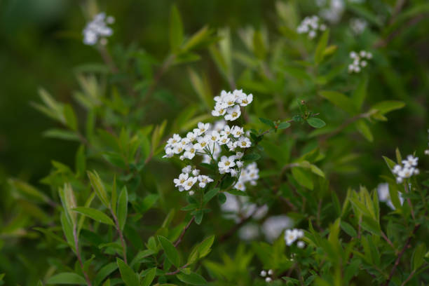 istock Bush With White Flowers and Green Leaves 2152493337