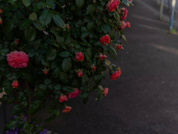 Bonn in the morning on a sunny day. Germany. High quality photo