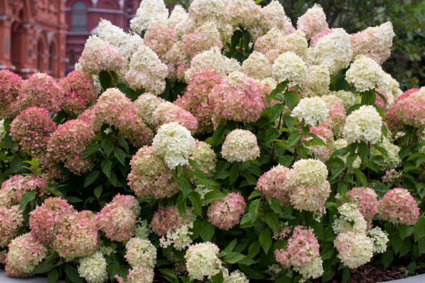 istock blooming pink and white hydrangeas in the garden. A large flowering bush 2152494344