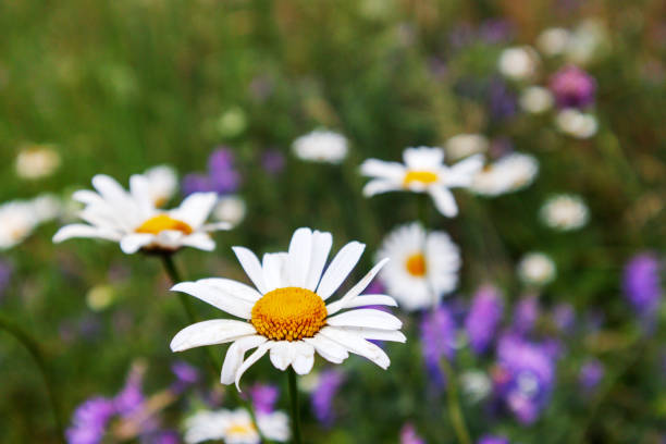 colorful flowers in the meadow