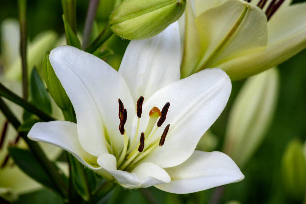 .white lily flower in the garden