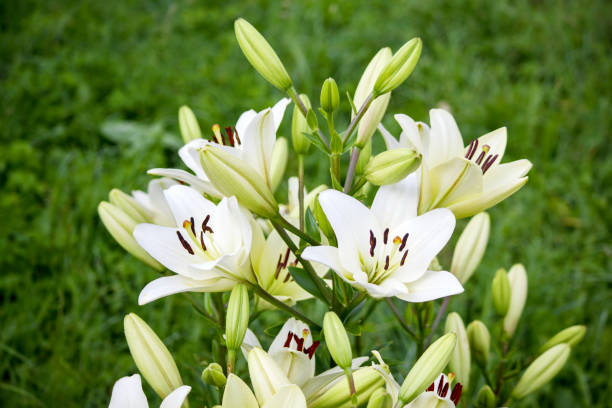 istock .white lily flower in the garden 2152498178