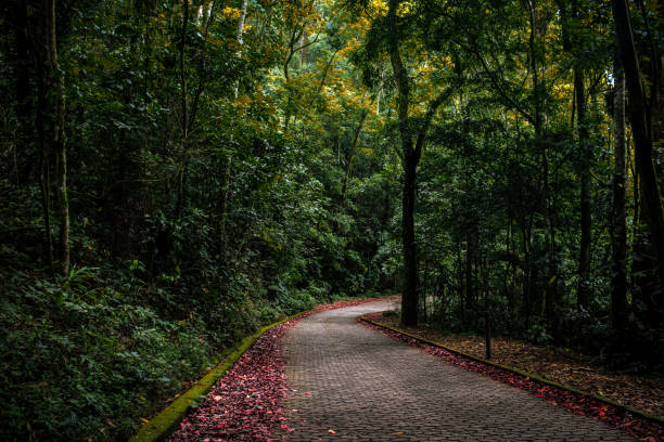 Man at Tijuca rain forest. Rio de Janeiro, Brazil.