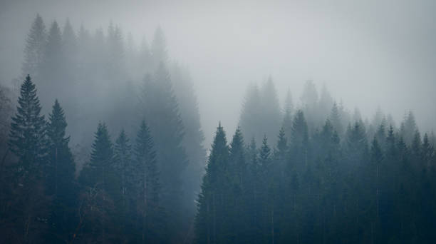 istock A misty forest with trees covered in fog 2152502128