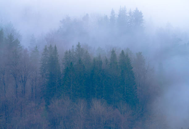 A misty forest with trees covered in fog. The atmosphere is serene and peaceful, with the fog creating a sense of mystery and calmness. The trees are tall and dense