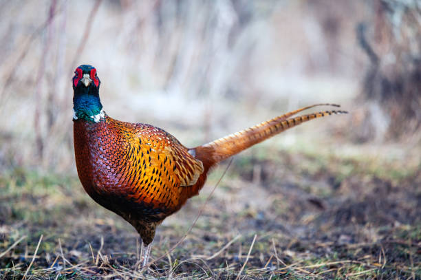 Ringneck Pheasant, Phasianus colchicus in the habitat