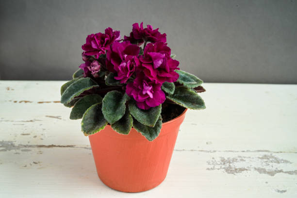 Semi miniature African Violet
