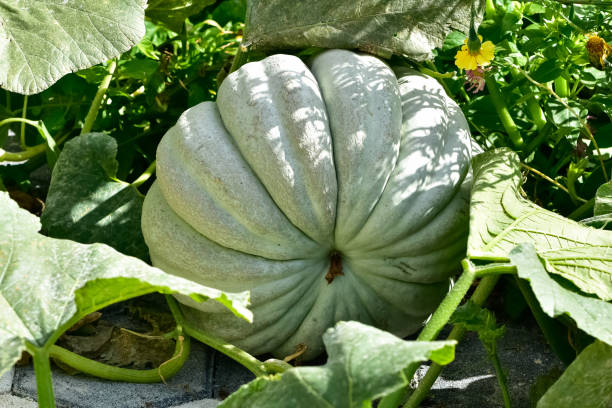 istock Various vegetable images. pumpkin photos. 2152509451