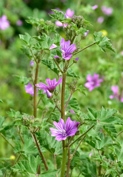 istock peaceful flowers and natural environment in nature 2152509456