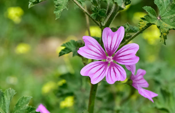 istock peaceful flowers and natural environment in nature 2152509458