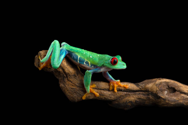 istock Red-eyed tree frog isolated on black background 2152511621