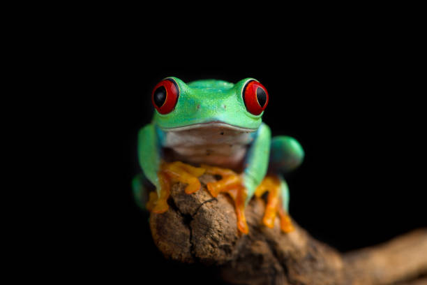 istock Red-eyed tree frog isolated on black background 2152511624