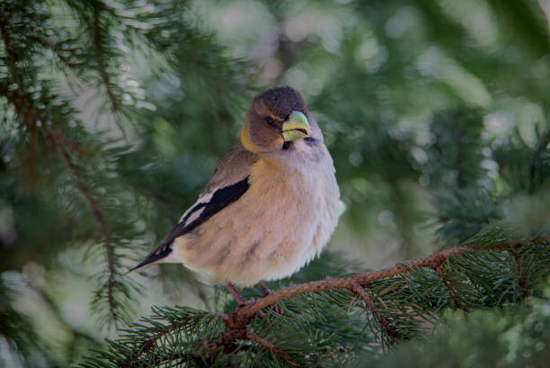 Female Grosbeak