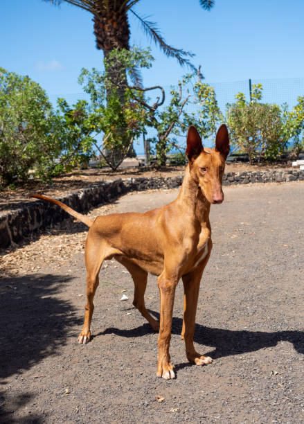 Purebred native Canarian dog, Podenco Canario