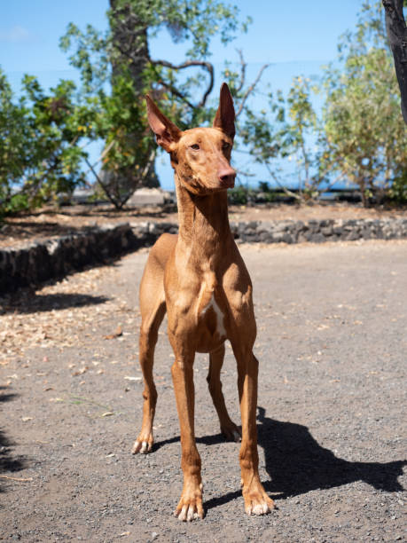 istock Purebred native Canarian dog, Podenco Canario 2152514224