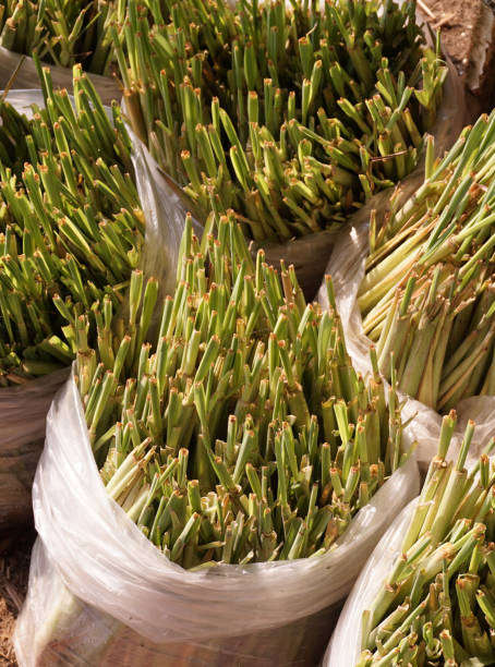 istock lemongrass plant 2152515304