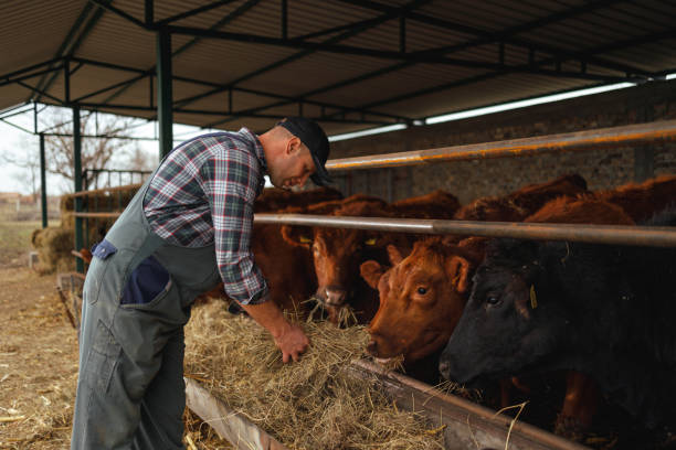 istock Feeding Time at the Cattle Shed 2152517797