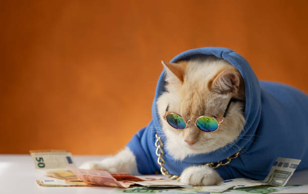 A cat in a blue hoodie, with a gold chain and sunglasses lies and looks at the money. Orange background Сoncept of financial technologies. A businessman solves the issues of investing, saving money money cat stock pictures, royalty-free photos & images