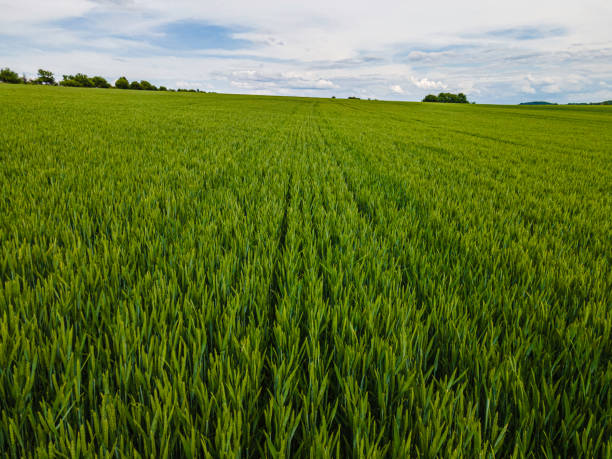 istock Green Agricultural Field, Aerial View. 2152518151