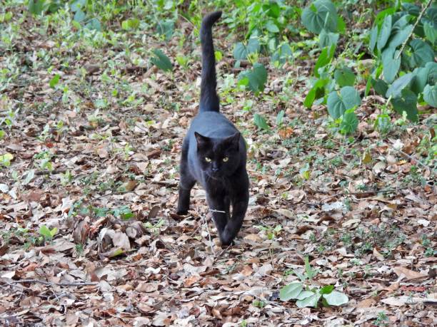 istock Feral Cat (Felis catus) - also known as a Community Cat. 2152518152