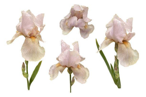 istock Iris germanica tender light pink beige garden flower with bud and stem selective focus close-up, cutout with clipping path object, floral element of design, decor 2152524183