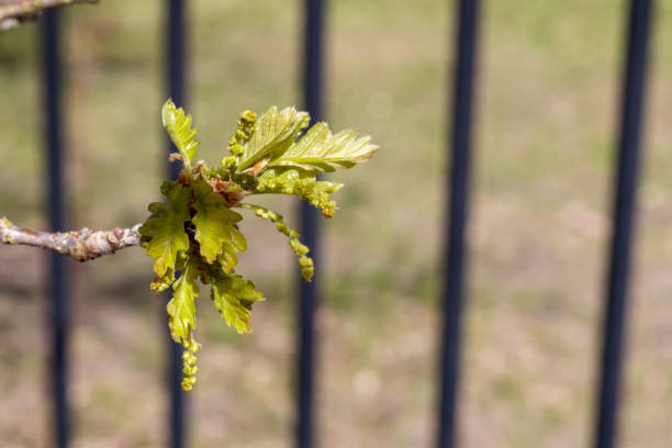 branch of a tree with yellow flowers