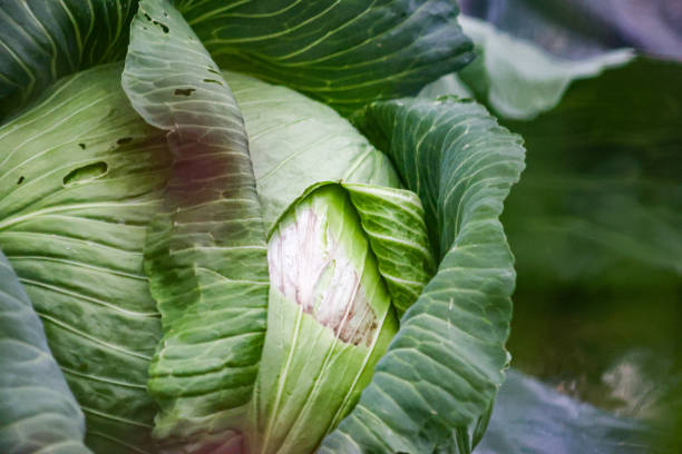 A close up of a cabbage plant in Alaska