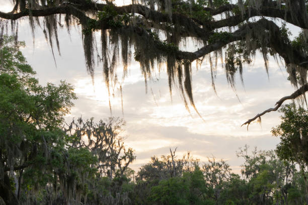 istock A scenic sunset view of Spanish Moss covered Live Oak Tree branches. 2152528098