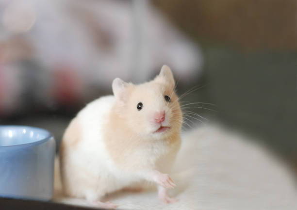 istock Golden hamster in a cute pose 2152529647
