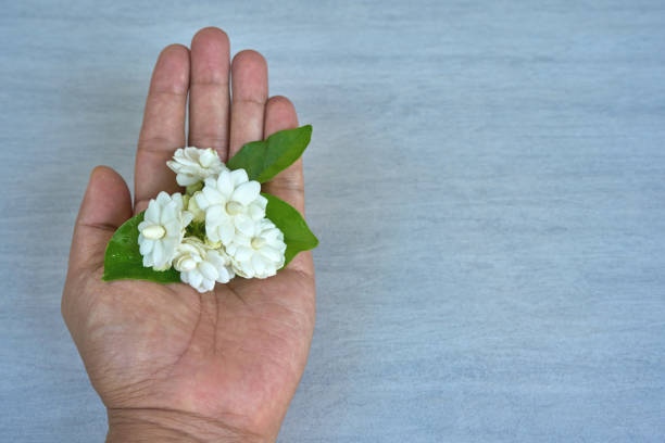 Hand holding jasmine flowers against marble background.