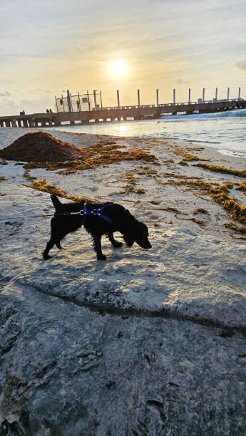 istock Dog on the Beach at Sunrise 2152533045