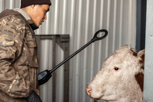 istock farmer using a digital scanner on a cow demonstrates how technology helps to better manage animal health and breeding 2152535131