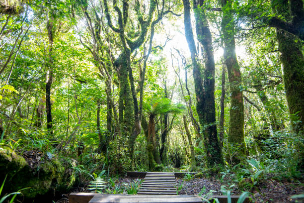 istock Pouakai Tarns Track 2152535877