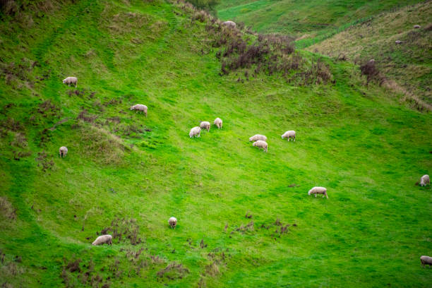 istock Sheep Pasture in Waikato 2152535893