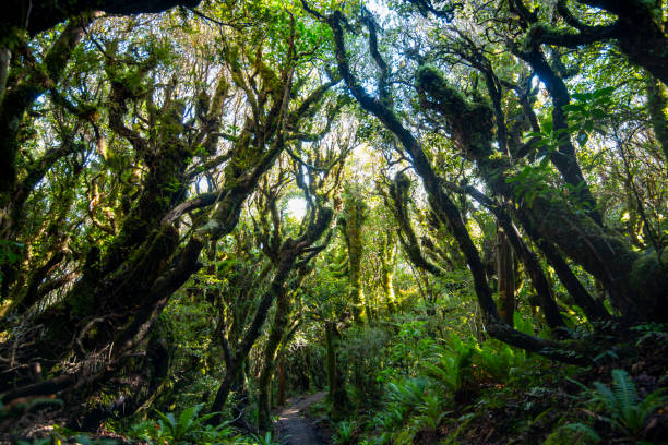 istock Pouakai Tarns Track 2152536035