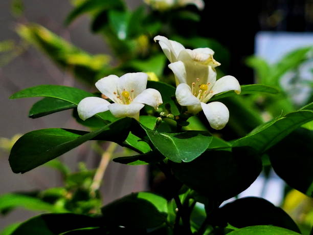 istock Close up of Murraya paniculata in sunlight. 2152540090