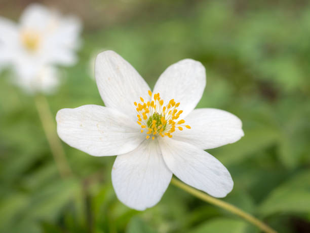 istock anemone flowers in spring closeup 2152540695