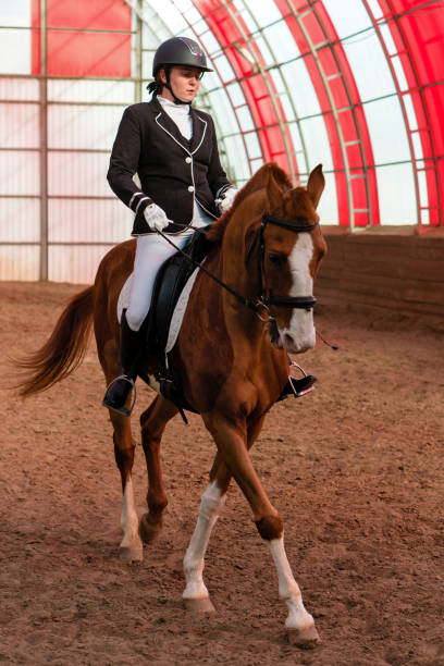 istock Dressed rider on horse in riding school 2152541447