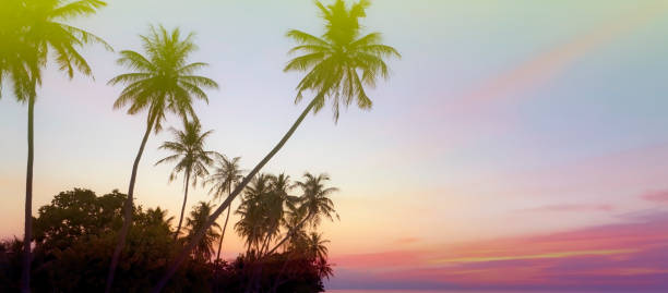 Banner Summer with colorful theme as palm trees background as texture frame background