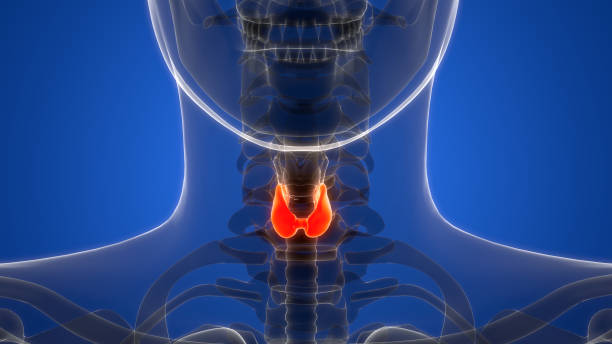 istock Human Body Glands Thyroid Gland Anatomy 2152541694
